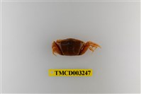 藏品(北方丑招潮蟹)的圖片